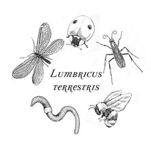 Load image into Gallery viewer, Lumbricus Terrestris Perfume Oil