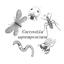 Load image into Gallery viewer, Coccinella Septempunctata Perfume Oil